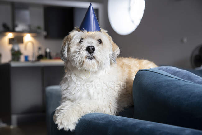 Divertido perro cumpleaños vacaciones - foto de stock