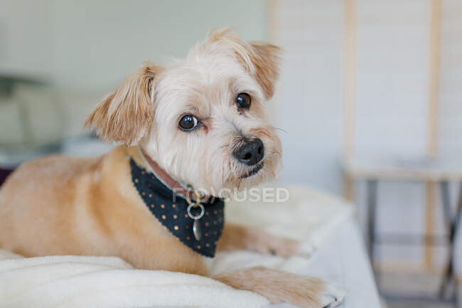 Cute dog with white collar on the sofa — Stock Photo