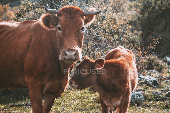 Mucca con il polpaccio guardando la macchina fotografica — Foto stock