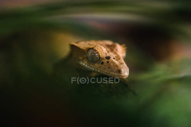 Ящерица сидит и смотрит в камеру — стоковое фото