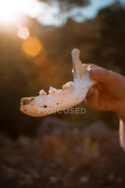 Una mandíbula animal bien conservada - foto de stock