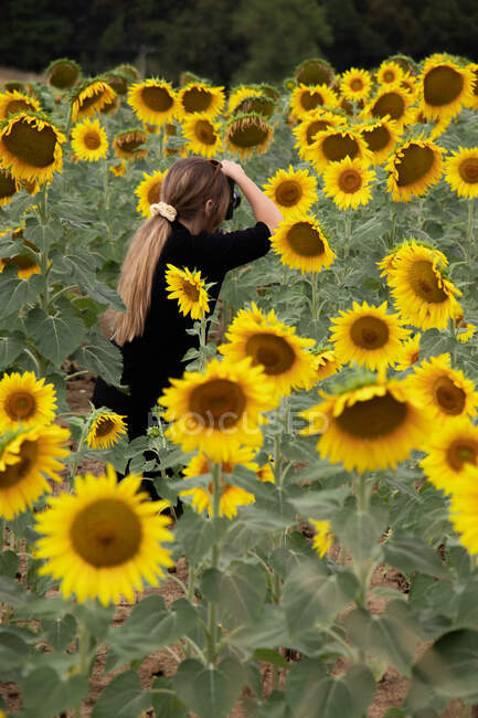 Blonde Frau fotografiert Sonnenblumen — Stockfoto