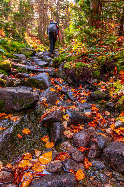 Frau wandert nassen Herbstpfad in den Weißen Bergen von NH. — Stockfoto