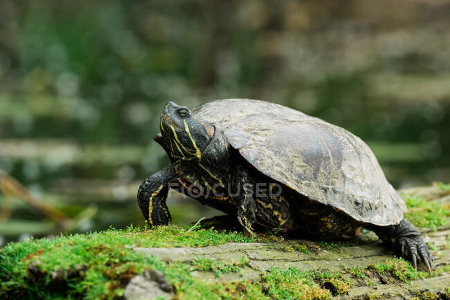 Черепаха на траві — стокове фото