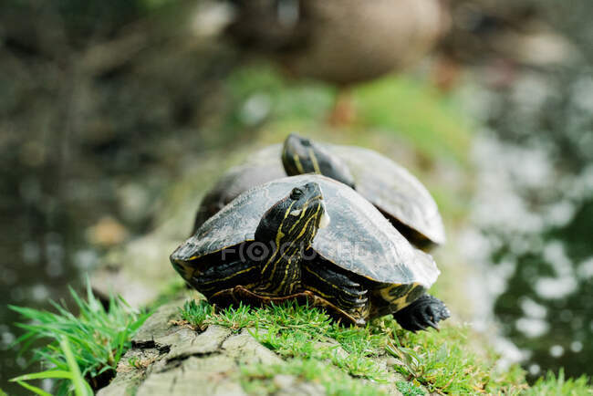 Turtle in the water — Stock Photo