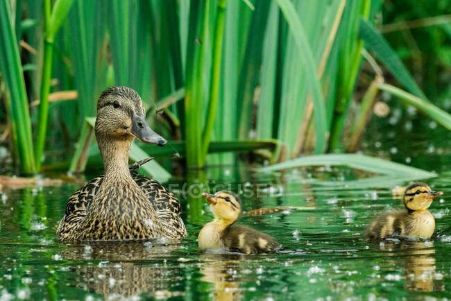 Close-up view of cute ducklings in pond — Stock Photo
