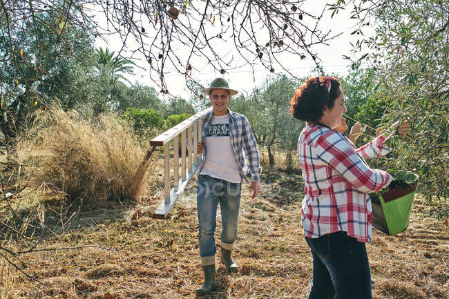 Фермер бере сходи, щоб піднятися на оливкові дерева — стокове фото