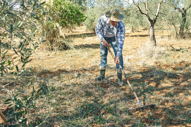 Agricultor trabalha com seu ancinho para limpar sua terra — Fotografia de Stock