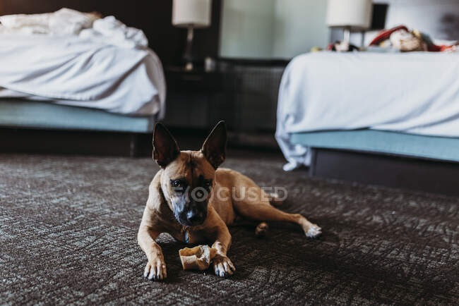 Young German Shepard Mix dog with bone in hotel room in Palm Springs — Stock Photo