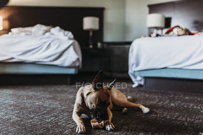 Young German Shepard Mix dog with bone in hotel room in Palm Springs — Stock Photo