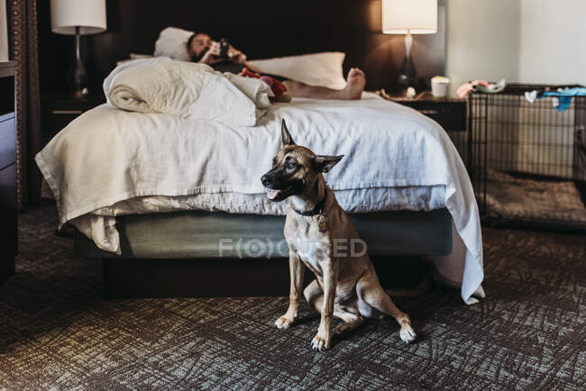 Retrato del joven perro de mezcla Shepard alemán con hueso en la habitación de hotel - foto de stock