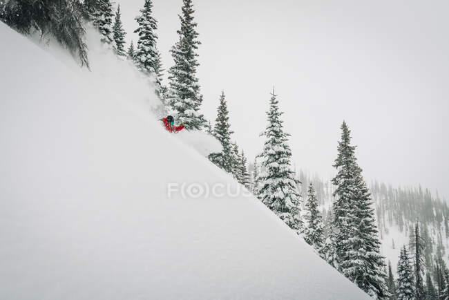 Esquiador en polvo y árboles - foto de stock