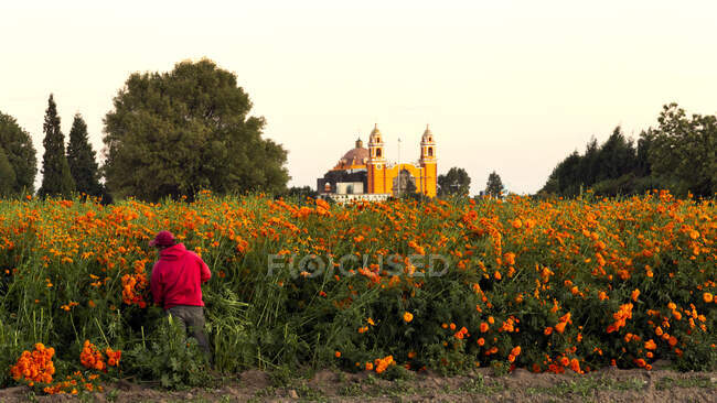 Farmer at cempasuchil flower field with church in background, México — Fotografia de Stock