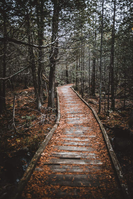 Old wooden bridge in the forest — Stock Photo