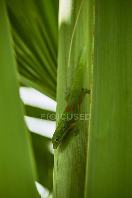 Зеленая ящерица на зеленом листе — стоковое фото
