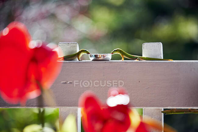 Gold Dust Geckos partage un verre sur une clôture blanche d'un restaurant — Photo de stock