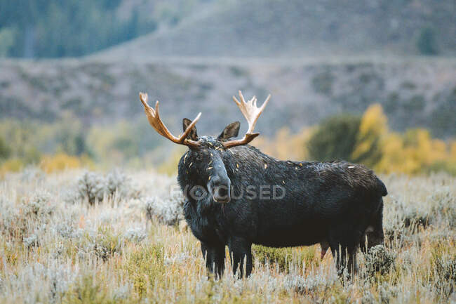 A bull moose stands in a sagebrush field during golden hour with mountains in the background. — Stock Photo