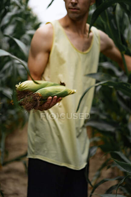 Um homem de chapéu num campo de milho. homem pega milho. — Fotografia de Stock