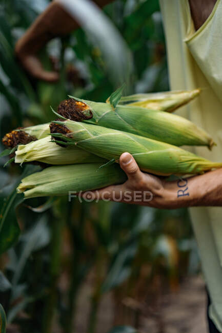 Man in a hat in a corn field. man picks up corn. — Stock Photo