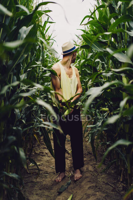 Молодий чоловік в капелюсі збирає кукурудзу в кукурудзяному полі — стокове фото
