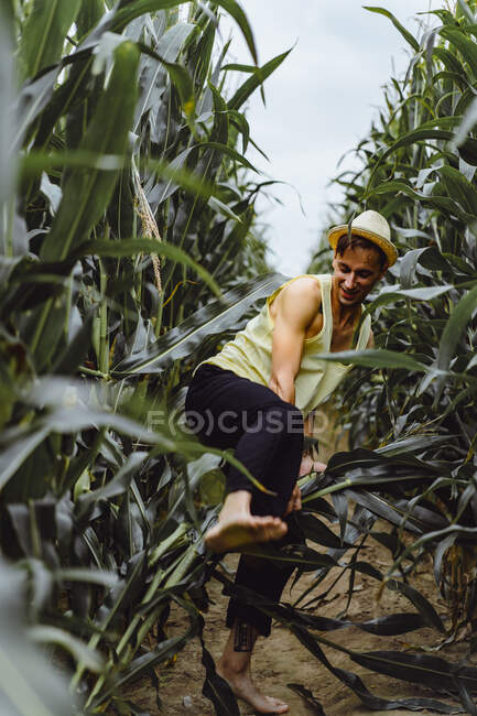 Young man in hat picking up corn in a corn field — Stock Photo