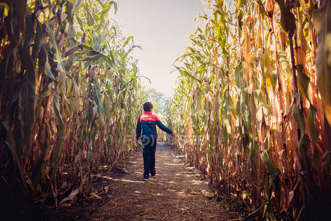 Jeune garçon marchant à travers un labyrinthe de maïs sur une journée d'automne ensoleillée. — Photo de stock