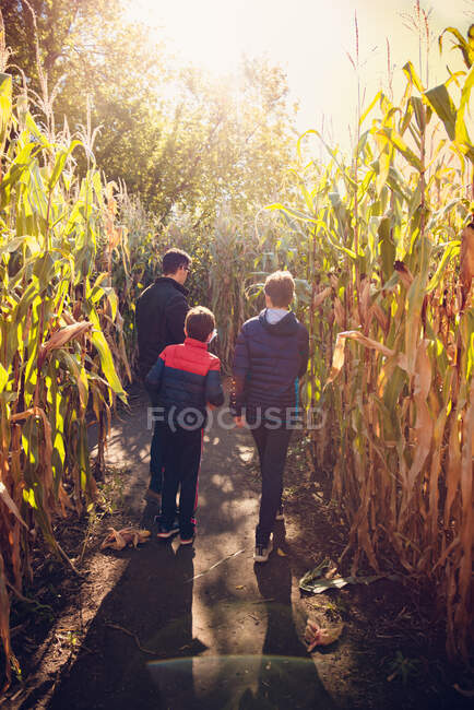 Padre e figli che camminano insieme nel labirinto di mais in una giornata di sole. — Foto stock