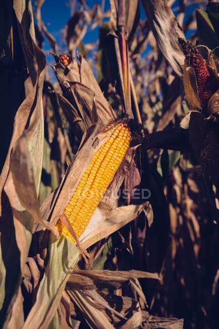 Close up of corn in a husk in a corn field on a fall day. — Stock Photo