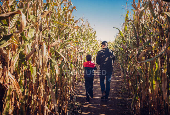 Отец и сын идут вместе по кукурузному лабиринту в солнечный день. — стоковое фото