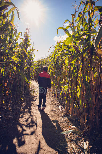 Giovane ragazzo che cammina attraverso un labirinto di mais in una giornata di sole autunno. — Foto stock