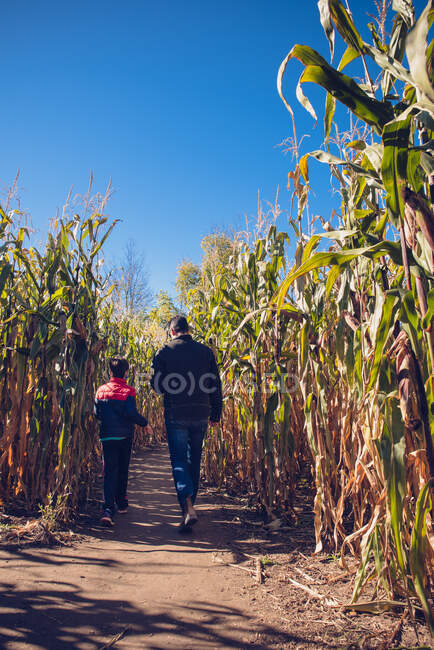 Père et fils marchant ensemble dans un labyrinthe de maïs par une journée ensoleillée. — Photo de stock