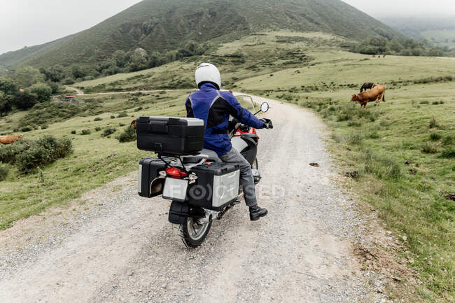 Visão traseira de um motociclista dirigindo em um vale com vacas na estrada — Fotografia de Stock