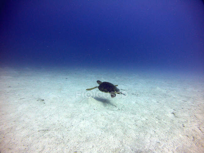 Морська черепаха плаває над золотим піском — стокове фото