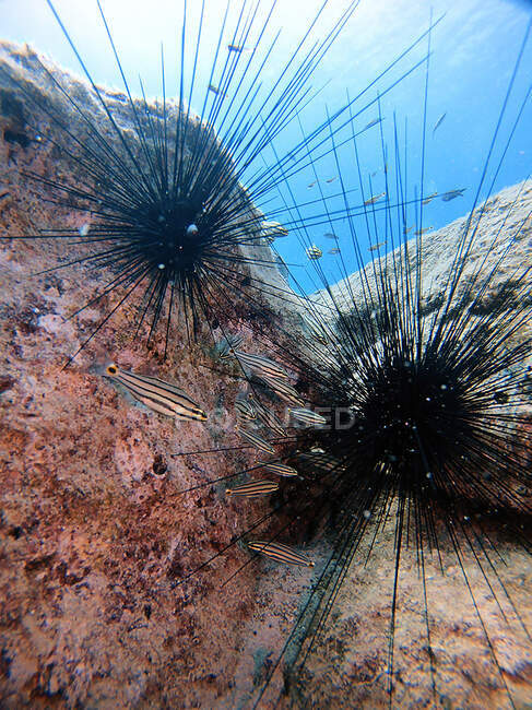Peces tropicales en erizos de mar.Antalya Turquía - foto de stock