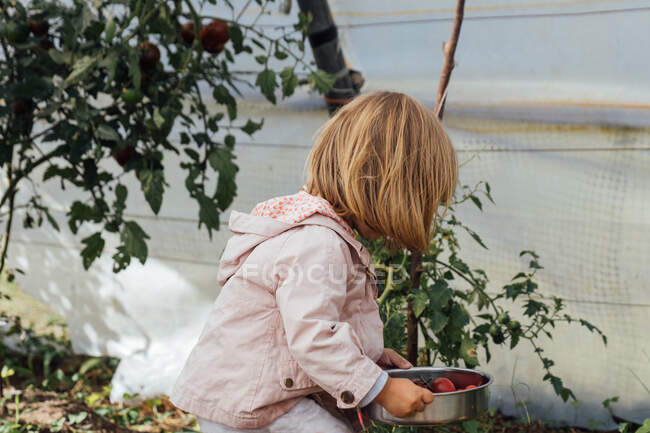 Menina pegando tomates cereja em um jardim. conceito de cultivo — Fotografia de Stock