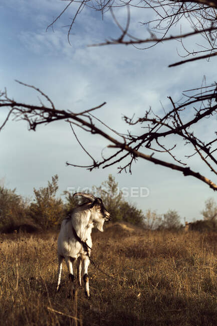 Maschio capra domestica con corna e barba stare vicino rami d'albero al sole — Foto stock