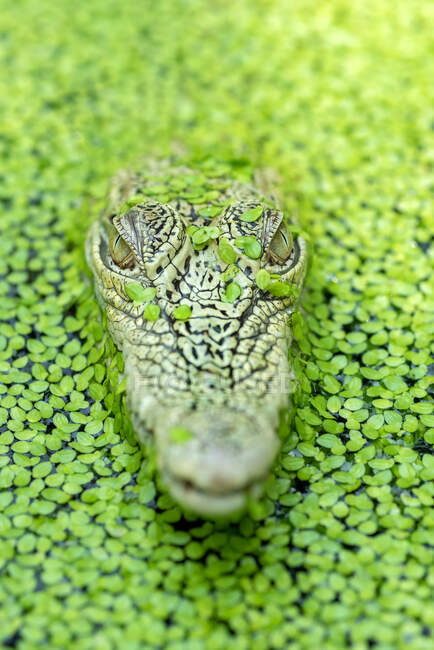 Um crocodilo na vista de close-up selvagem — Fotografia de Stock