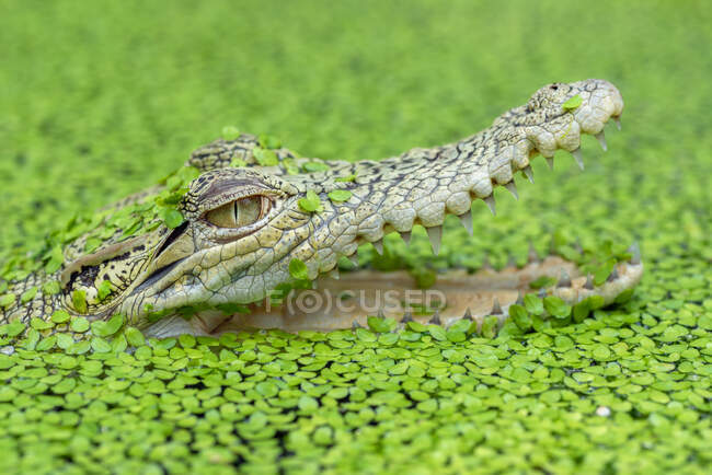 A crocodile in the wild close-up view — Stock Photo