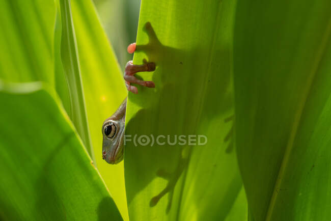 Blick auf den grünen Frosch verlieren — Stockfoto