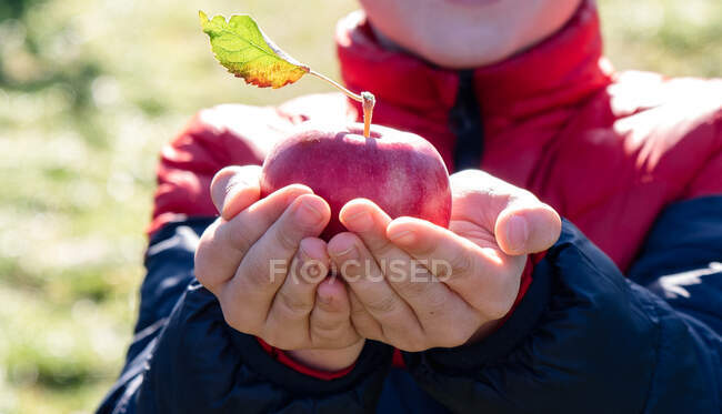 Récolté de près du garçon tenant une pomme fraîchement cueillie à l'extérieur. — Photo de stock