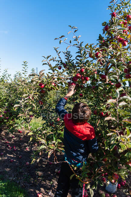 Jeune garçon cueillant des pommes dans un verger de pommes par une journée ensoleillée. — Photo de stock