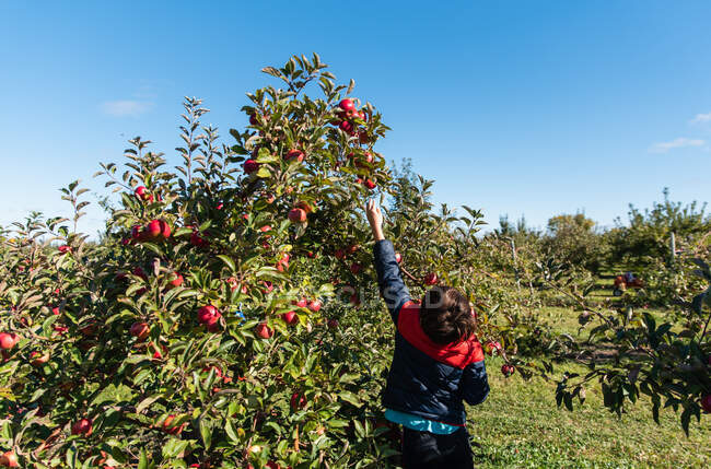 Young boy picking apples in an apple orchard on a sunny day. — Stock Photo