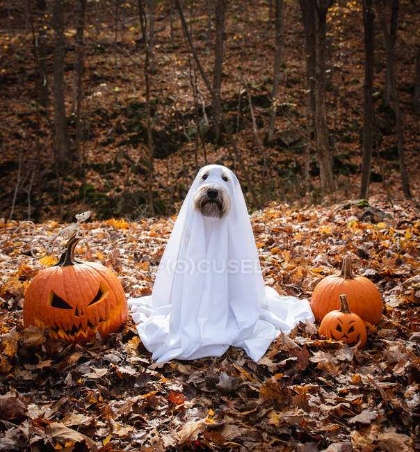 Cão vestindo um traje fantasma sentado entre abóboras para o Halloween. — Fotografia de Stock