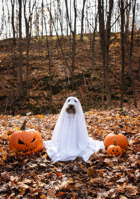 Hund im Geisterkostüm sitzt zu Halloween zwischen Kürbissen. — Stockfoto