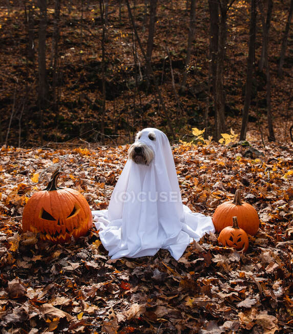 Perro con un disfraz de fantasma sentado entre calabazas para Halloween. - foto de stock