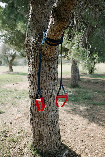 Equipo deportivo TRX. cuerdas de entrenamiento de correa colgando de un árbol - foto de stock