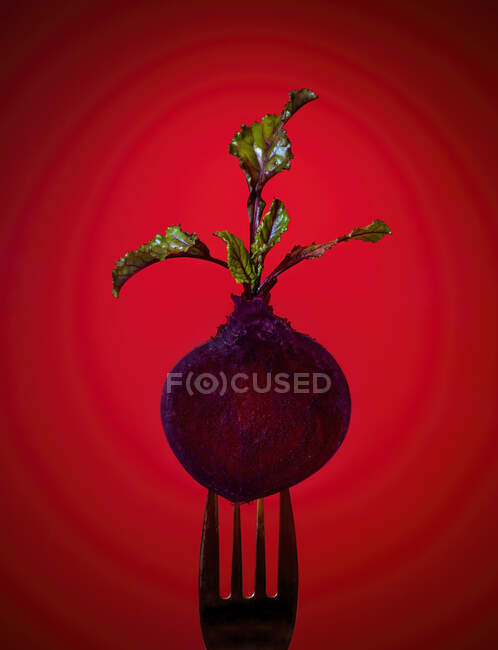 Fresh ripe beetroot on metal fork placed on red background in dark studio — Stock Photo