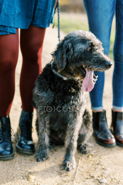 A dog on a walk with her family on a sunny evening — Stock Photo