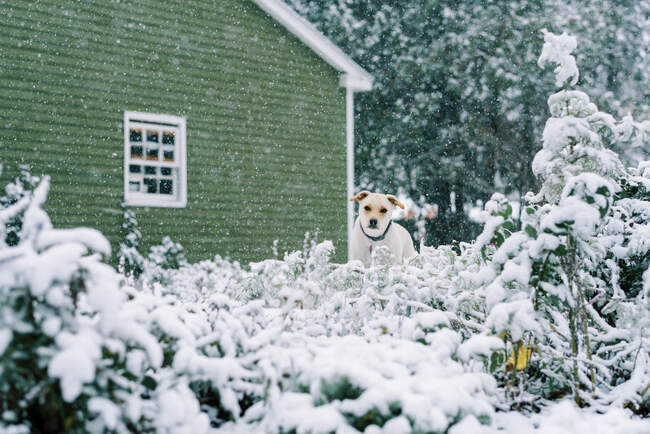 Um pequeno cão espreitando para a câmera durante uma queda de neve no jardim — Fotografia de Stock