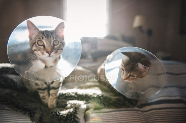 Вид спереди двух кошек, несущих конусы на кровати в Сиэтле, штат Вашингтон — стоковое фото